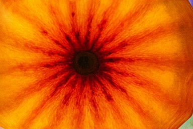 베타 존 경쟁 구역